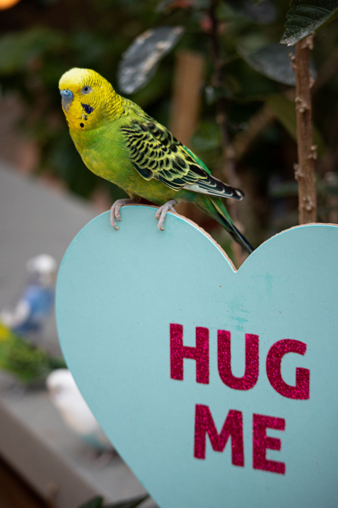 Love Birds - Science Museum of Western Virginia